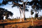 Diverse compounds in Sanyang